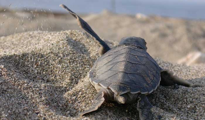 caretta-caretta